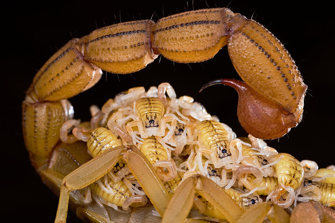 Scorpion (Buthidae) mother carrying her young, Europe