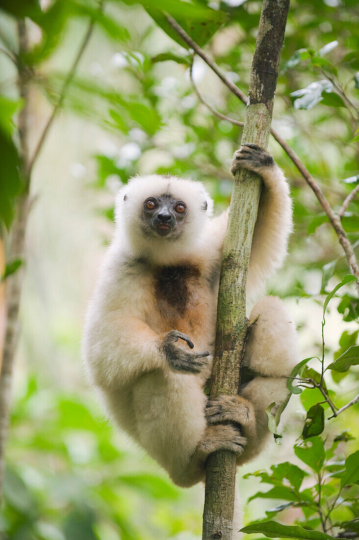 Silky Sifaka (Propithecus candidus) male, Marojejy National Park, Madagascar