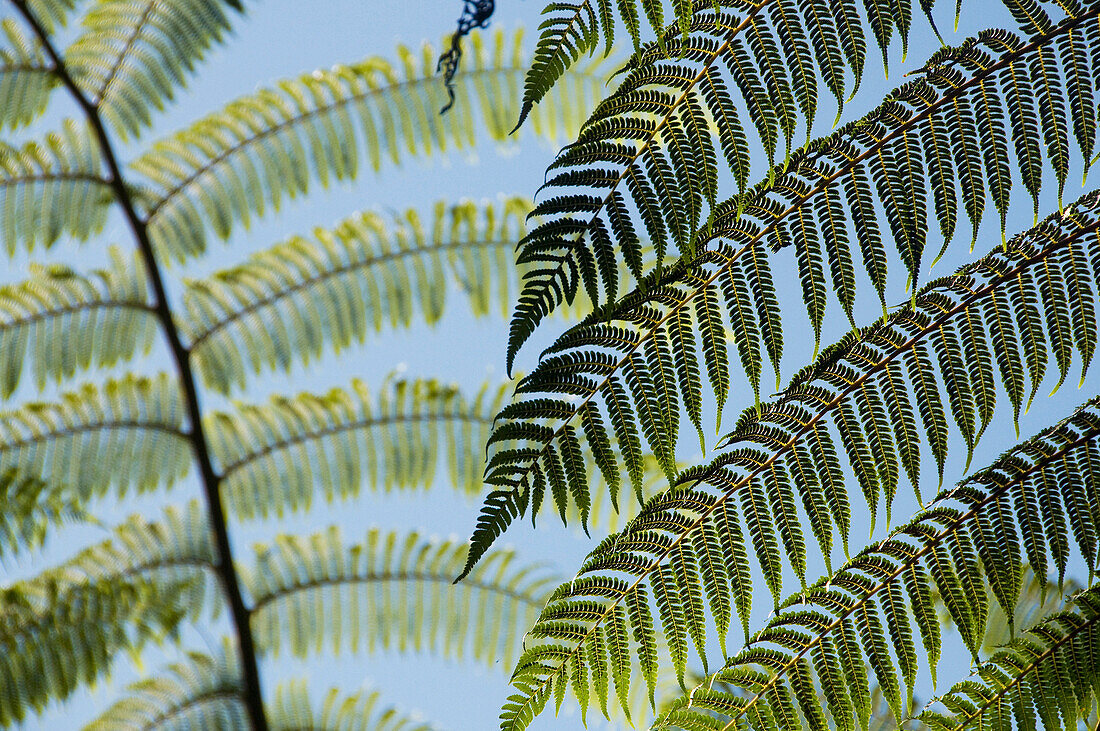 Treefern (Cyathea sp) fronds in rainforest, Marojejy National Park, Madagascar