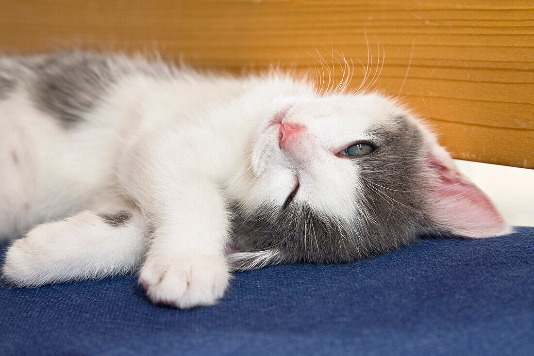 Domestic Cat (Felis catus) kitten sleeping, Germany