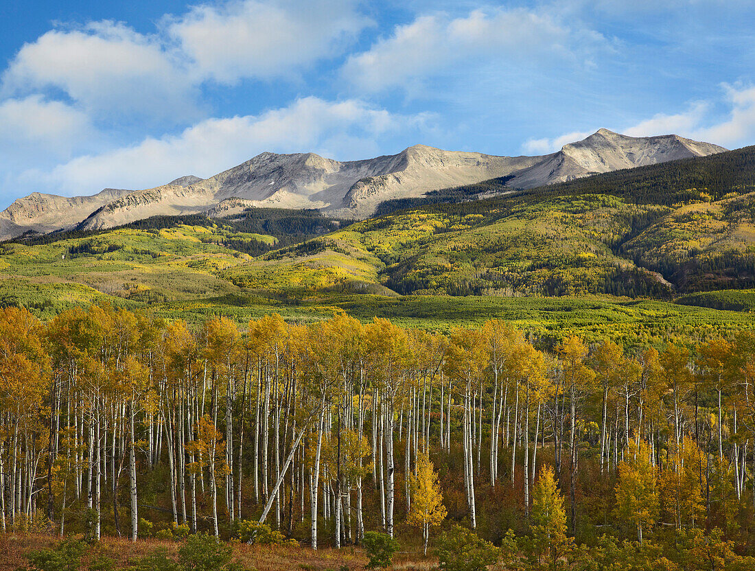 Quaking Aspen (Populus tremuloides) trees and East Beckwith Mountain, West Elk Wilderness, Colorado