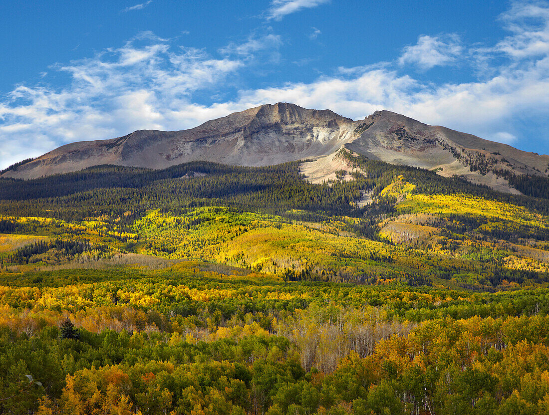 Quaking Aspen (Populus tremuloides) forest and East Beckwith Mountain, West Elk Wilderness, Colorado