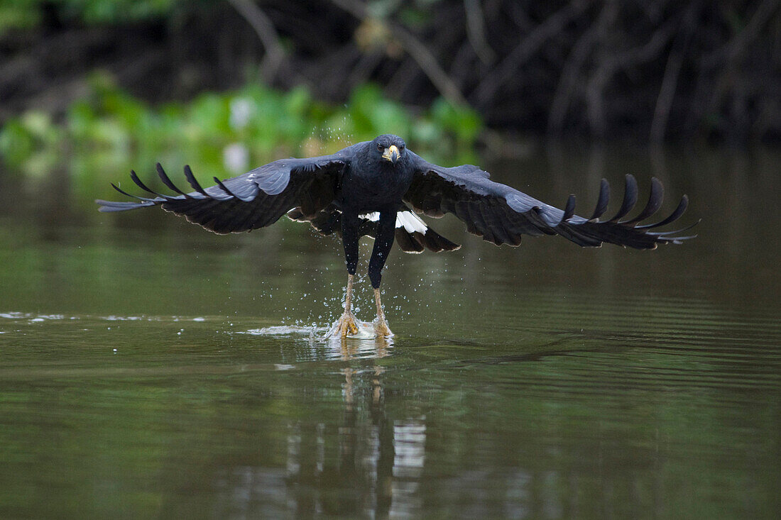 Great Black Hawk (Buteogallus urubitinga) hunting, Pantanal, Brazil