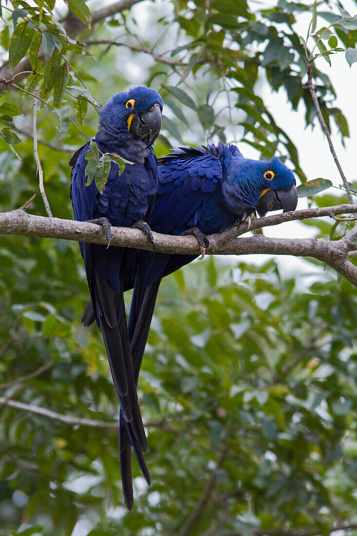 Hyacinth Macaw (Anodorhynchus hyacinthinus) pair, Pantanal, Brazil