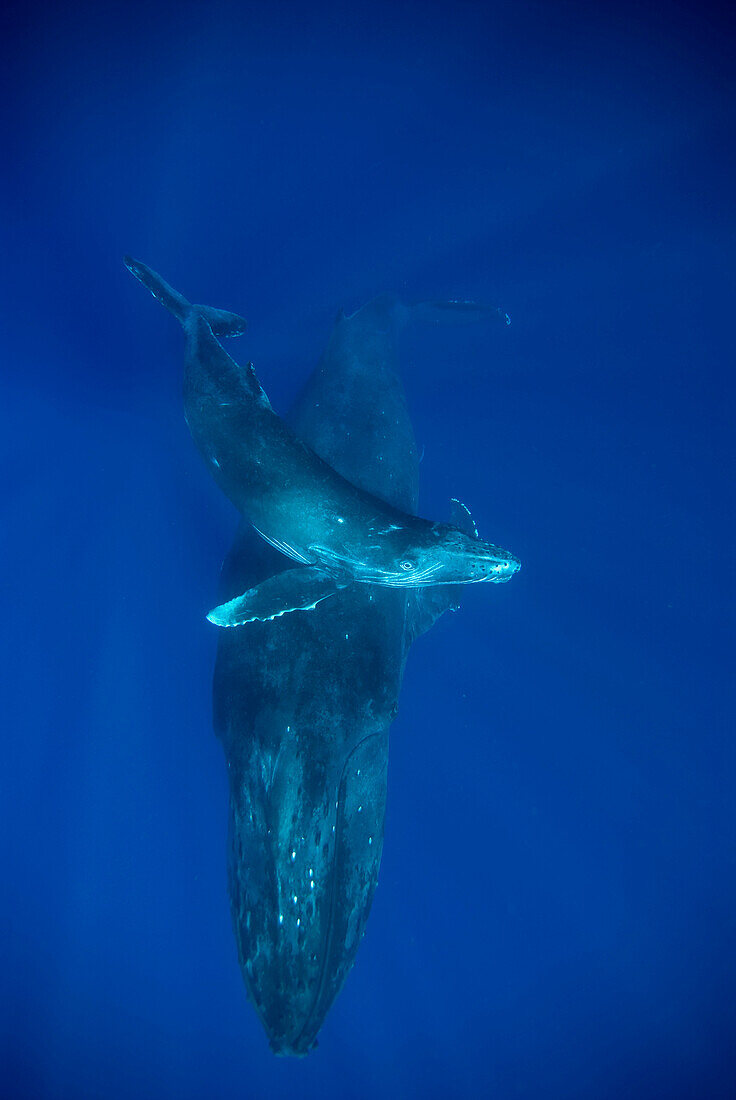 'Humpback Whale (Megaptera novaeangliae) and calf, Maui, Hawaii - notice must accompany publication; photo obtained under NMFS permit 0753-1599'