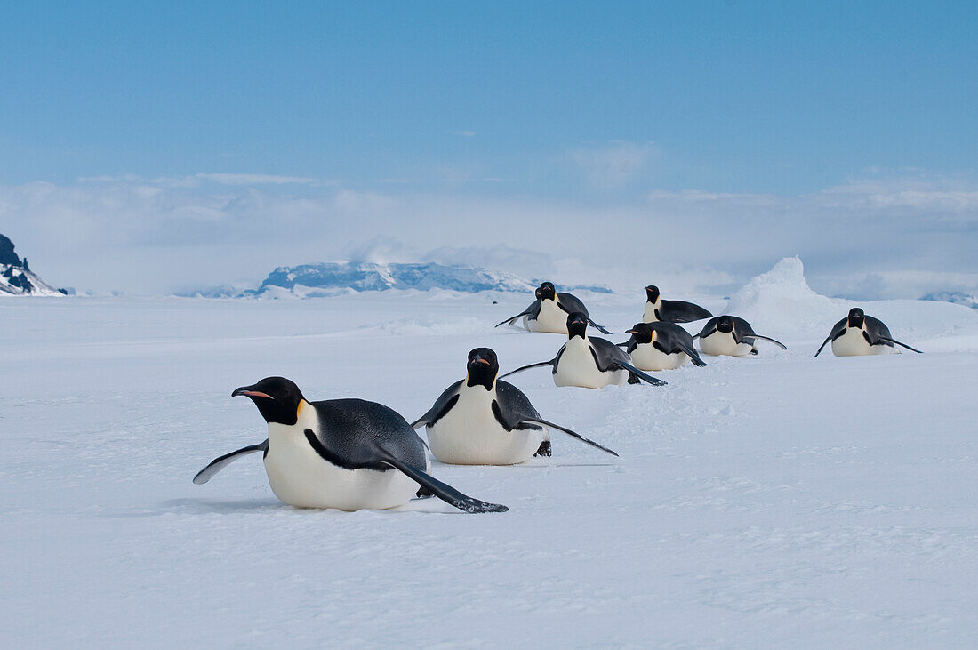 Emperor Penguin (Aptenodytes forsteri) group tobogganing, Antarctica