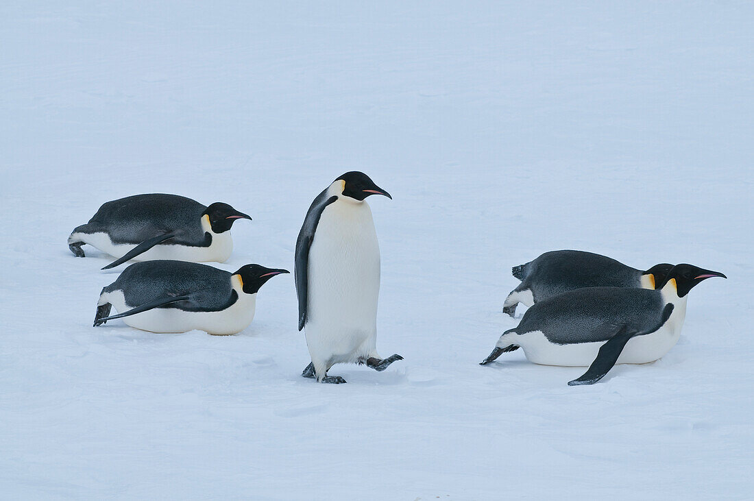 Emperor Penguin (Aptenodytes forsteri) group tobogganing, Antarctica