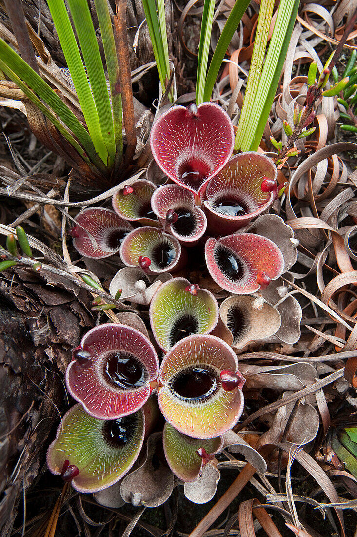 Pitcher Plant (Heliamphora pulchella), Venezuela