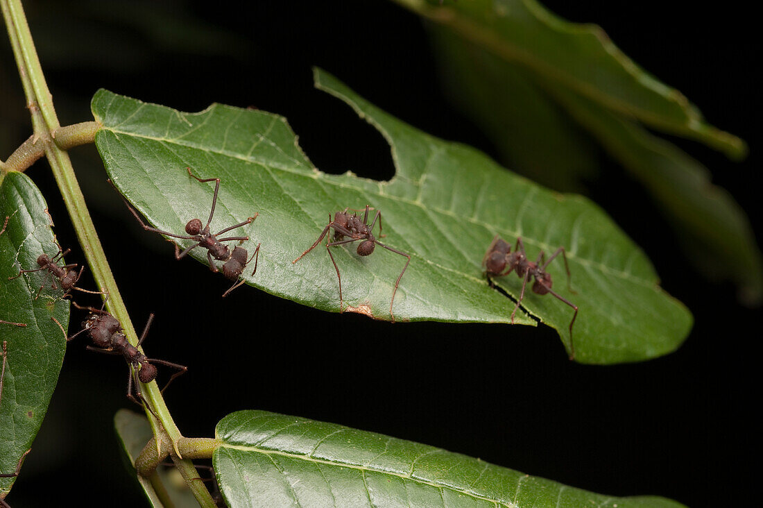 Leafcutter Ant (Atta laevigata) group cutting lead, Kavac, Venezuela