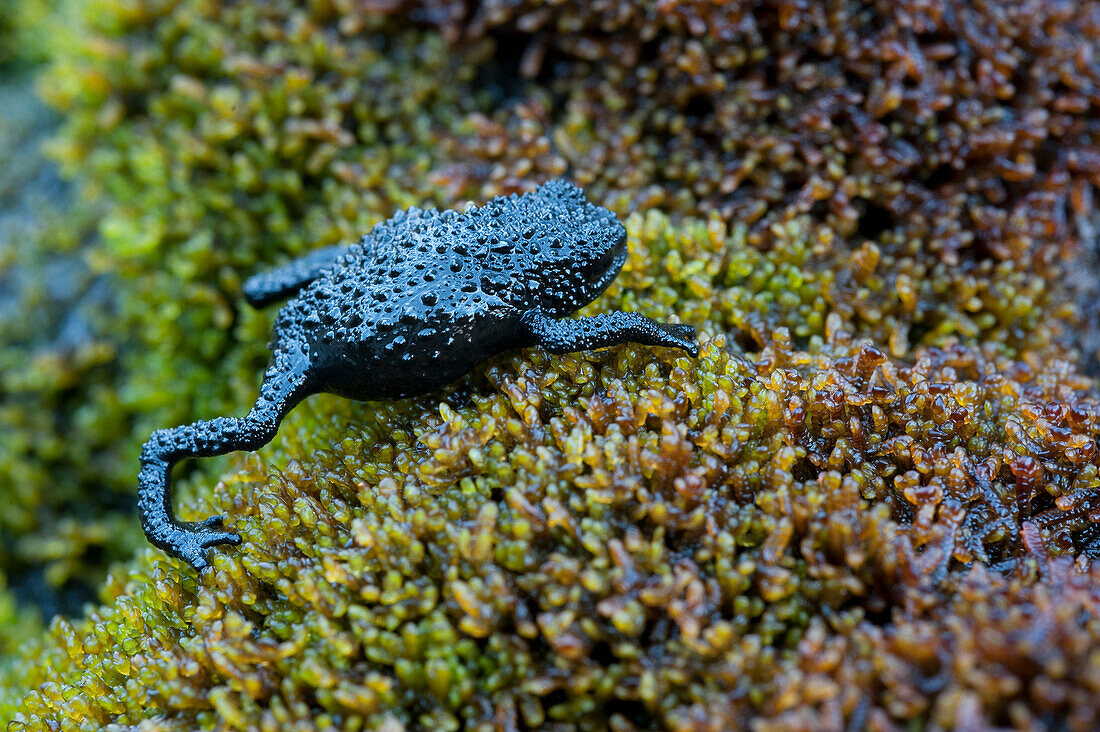 Roraima Bush Toad (Oreophrynella quelchii), Mount Roraima, Venezuela