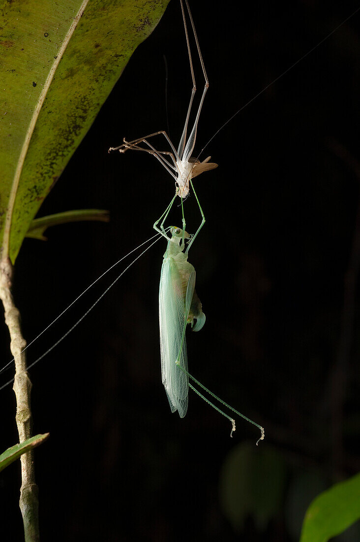 Katydid (Tettigoniidae) molting, Kubah National Park, Sarawak, Malaysia