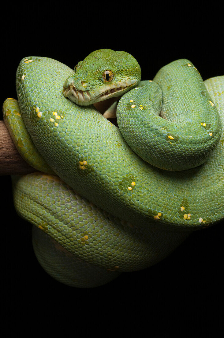 Green Tree Python (Morelia viridis), Jakarta, Indonesia