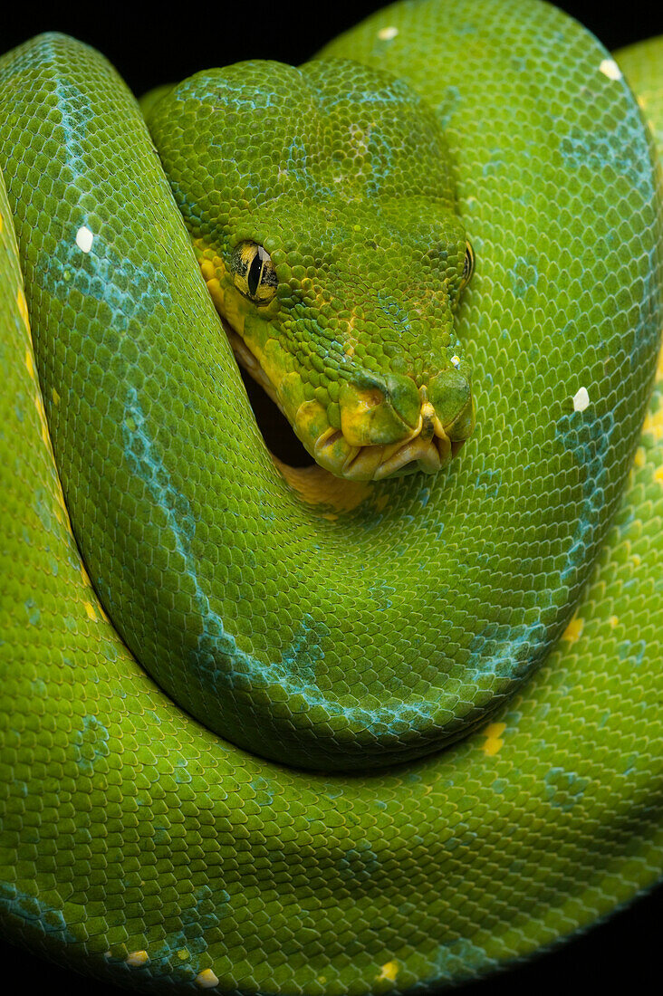 Green Tree Python (Morelia viridis), Jakarta, Indonesia