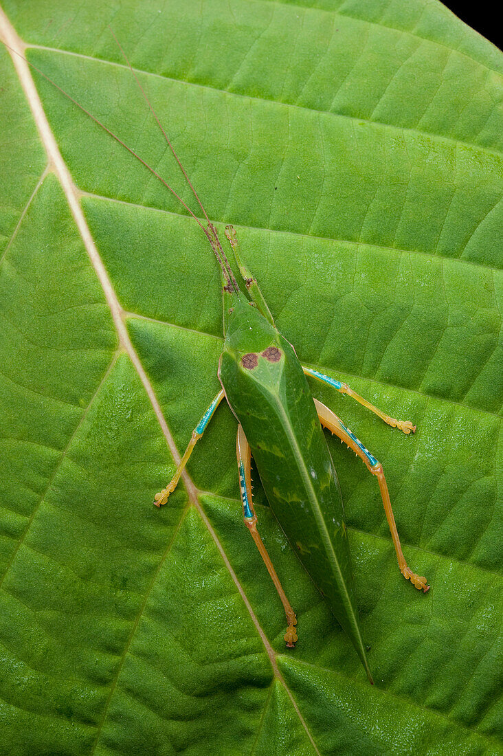 Katydid (Tettigoniidae) mimicking leaf in rainforest, Borneo, Malaysia