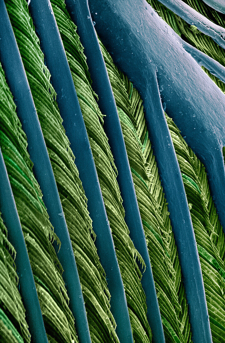 Eurasian Jay (Garrulus glandarius) feather magnified showing barbules branching off from barb and tiny barbicels, Europe