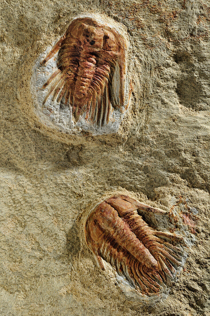 Trilobite fossils, Spain