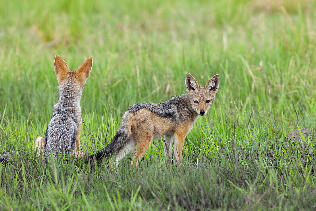 Black-backed Jackal (Canis mesomelas) juveniles, Chobe National Park, Botswana