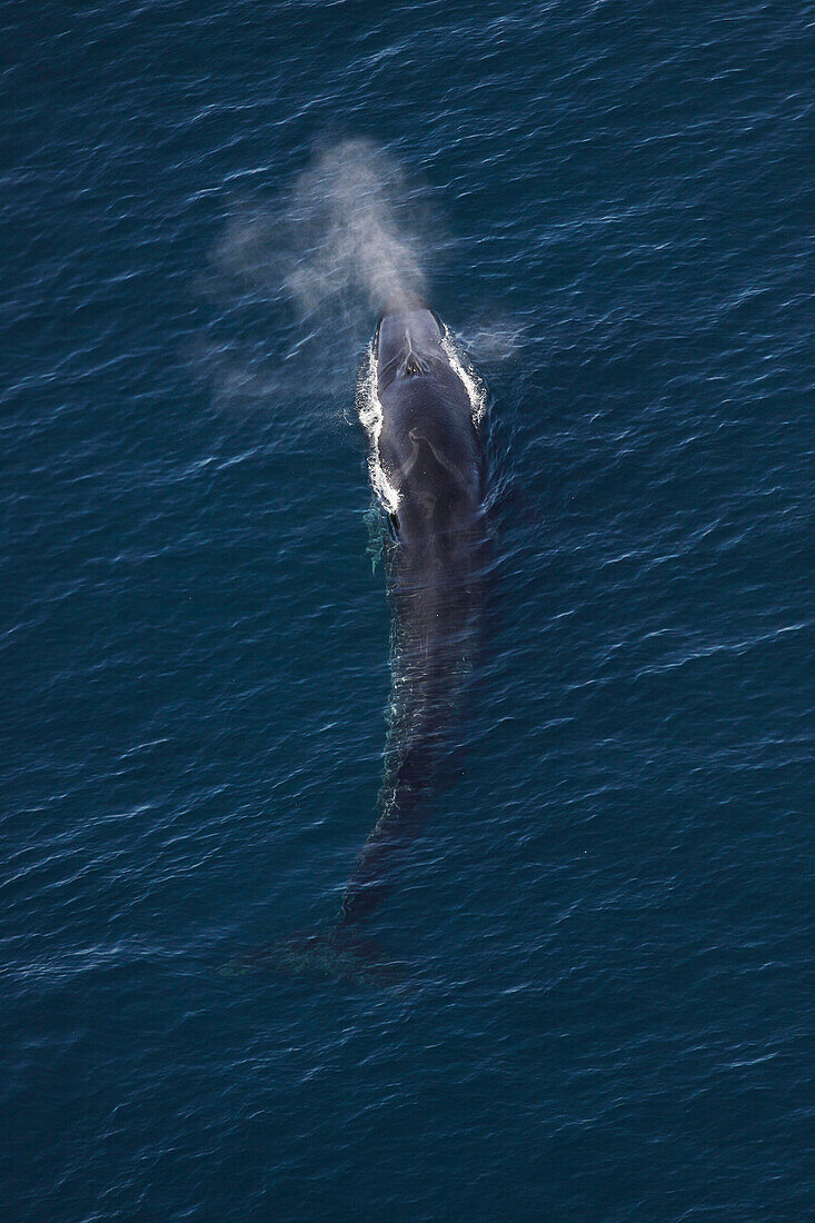 Fin Whale (Balaenoptera physalus) surfacing and spouting, California