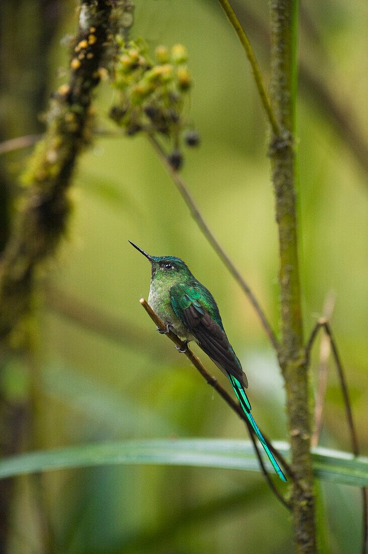 Long-tailed Sylph (Aglaiocercus kingi) hummingbird male in cloud forest, Tapichalaca Reserve, Ecuador