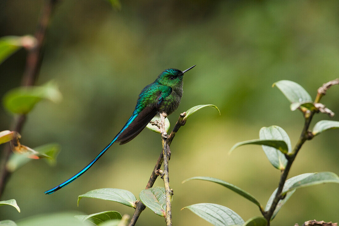 Long-tailed Sylph (Aglaiocercus kingi) hummingbird male in cloud forest, Tapichalaca Reserve, Ecuador