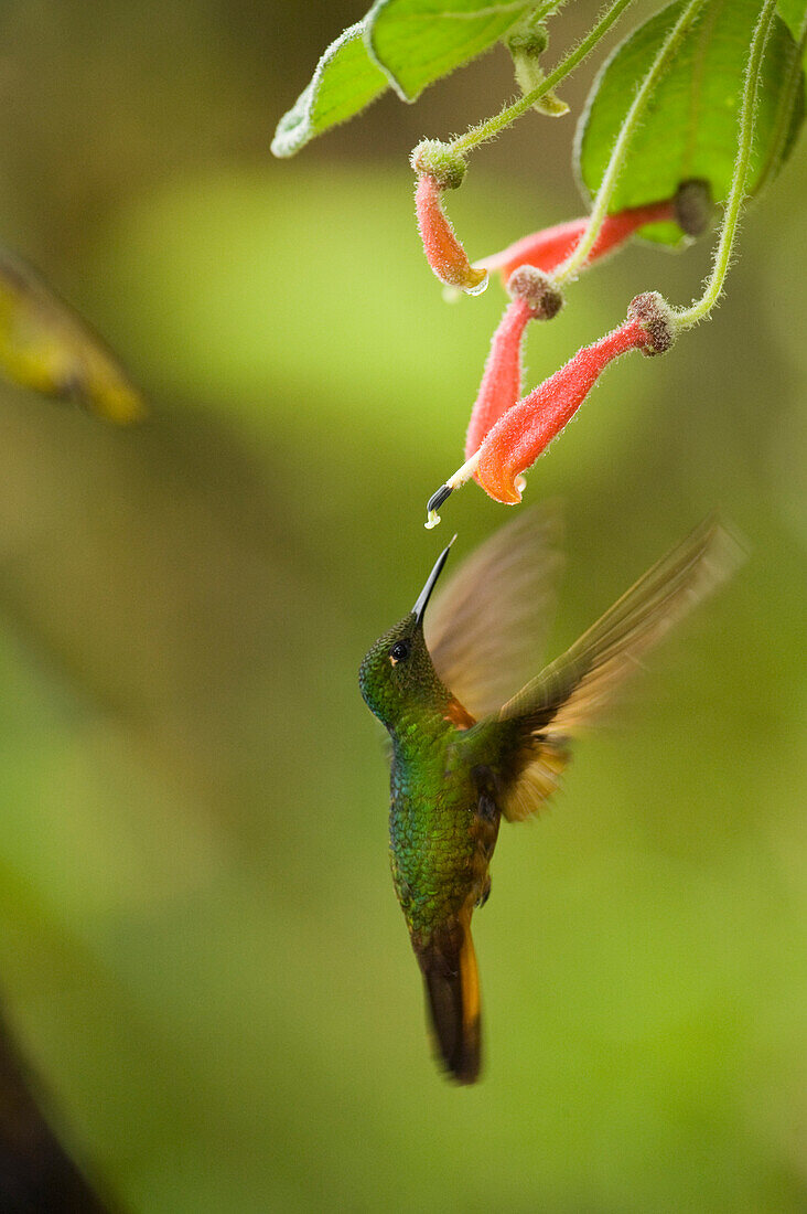 Chestnut-breasted Coronet (Boissonneaua matthewsii) hummingbird foraging in cloud forest, Tapichalaca Reserve, Ecuador