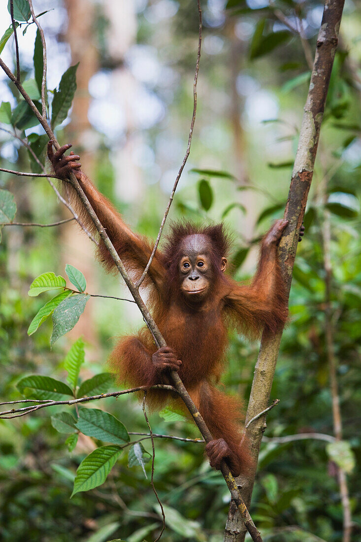 Orangutan (Pongo pygmaeus) baby climbing in tree, Tanjung Puting National Park, Indonesia