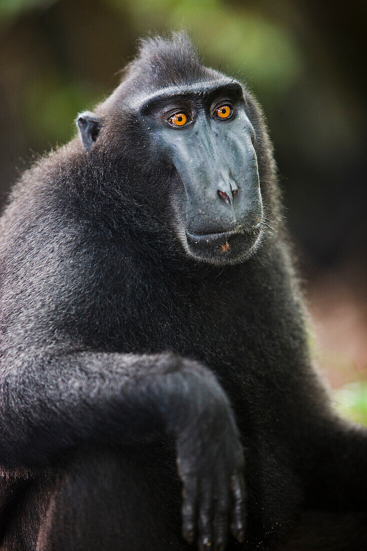 Celebes Black Macaque (Macaca nigra) dominant male, Sulawesi, Indonesia