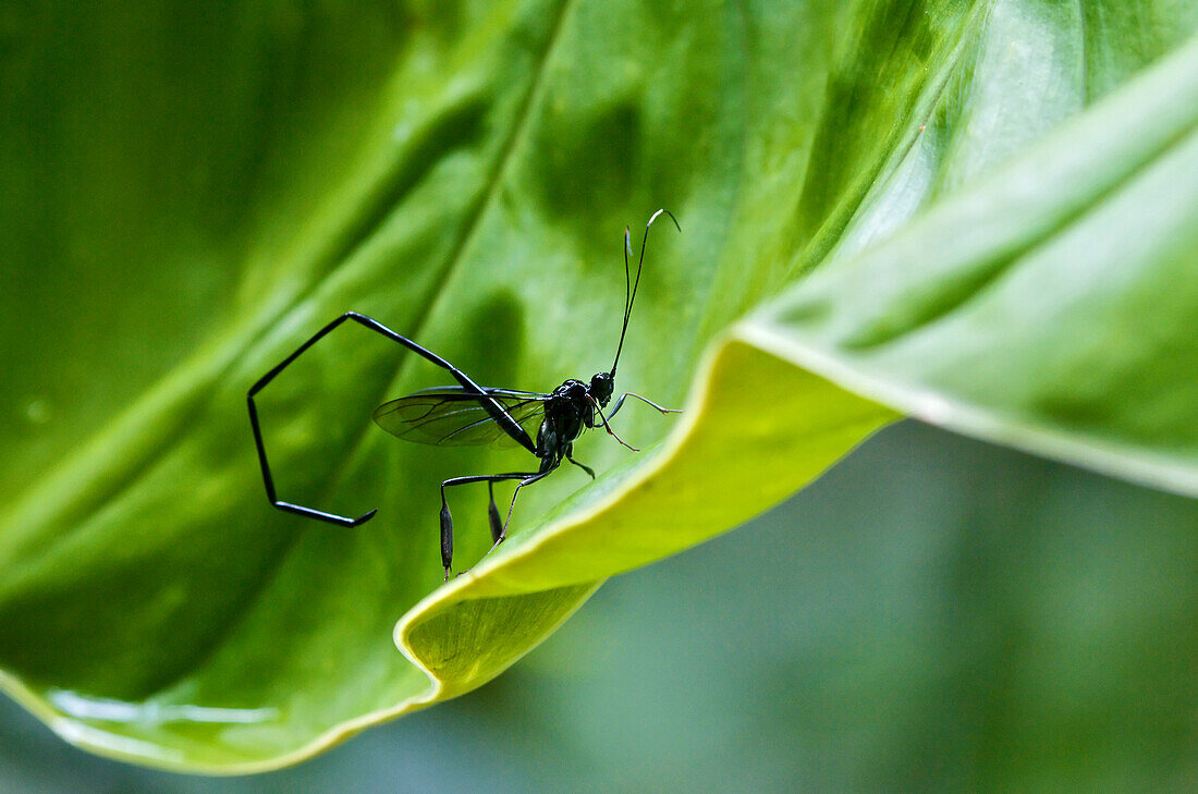 Pelecinid Wasp (Pelecinus sp) on leaf, Mindo, Ecuador