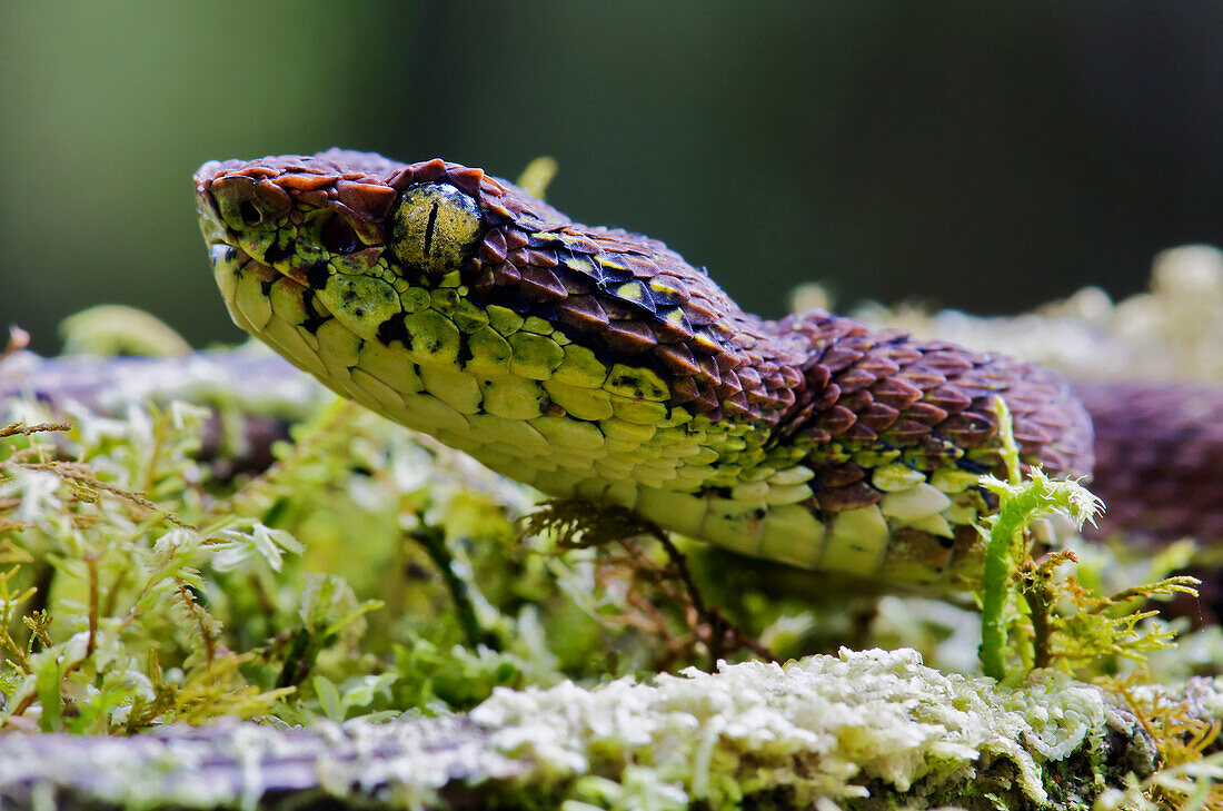 Eyelash Viper (Bothriechis schlegelii) juvenile on mossy tree, Mindo, Ecuador