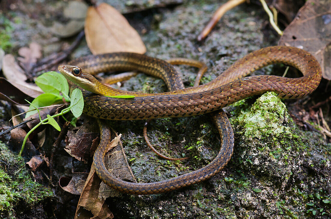 South American Forest Racer (Dendrophidion percarinatus) snake on a rock, central Panama