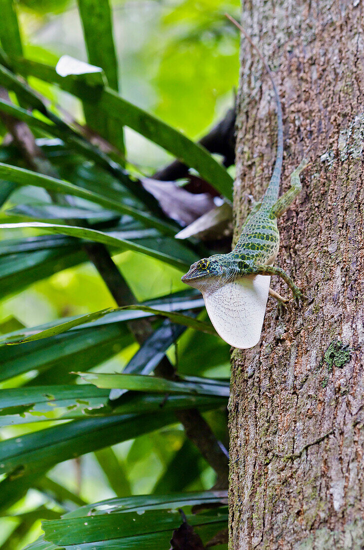 Giant Green Anole (Anolis frenatus) large male displaying dewlap, central Panama