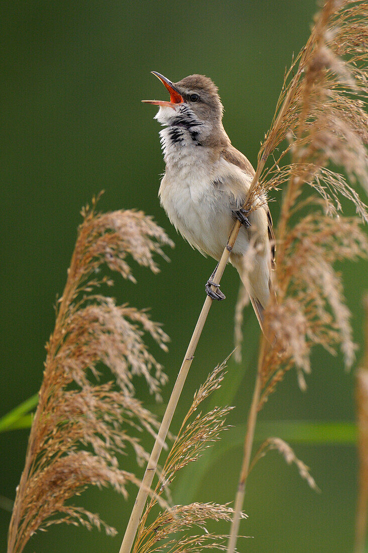 Great Reed-Warbler (Acrocephalus arundinaceus) singing on reed, Hungary