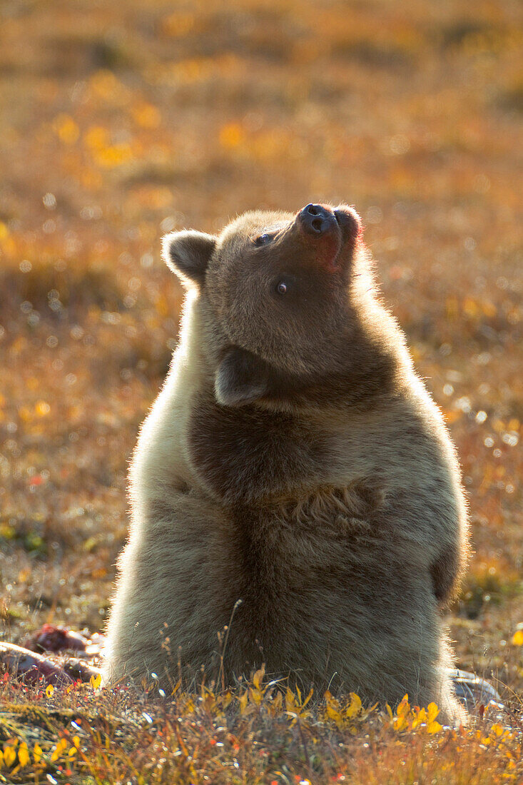 Grizzly Bear (Ursus arctos horribilis) female guarding caribou meat, Richardson Mountains, Dempster Highway, Yukon, Canada