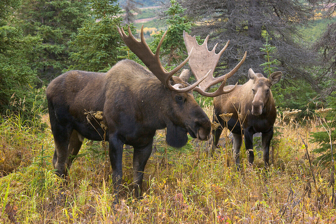 Alaska Moose (Alces alces gigas) bull and cow during breeding season, Chugach State Park, Alaska