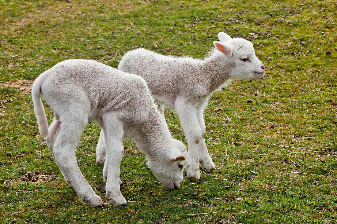 Domestic Sheep (Ovis aries) newborn twin lambs with one grazing, Glenorchy, New Zealand