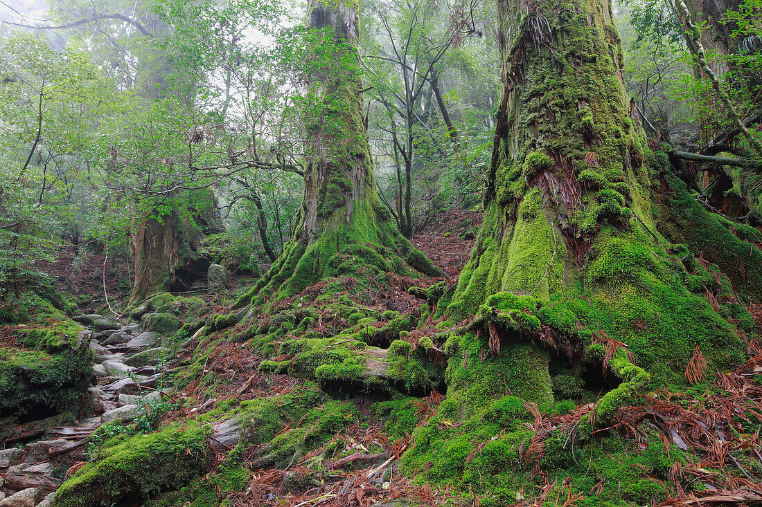 Temperate rainforest of Shiratani Unsuikyo, Yakushima Island, Japan