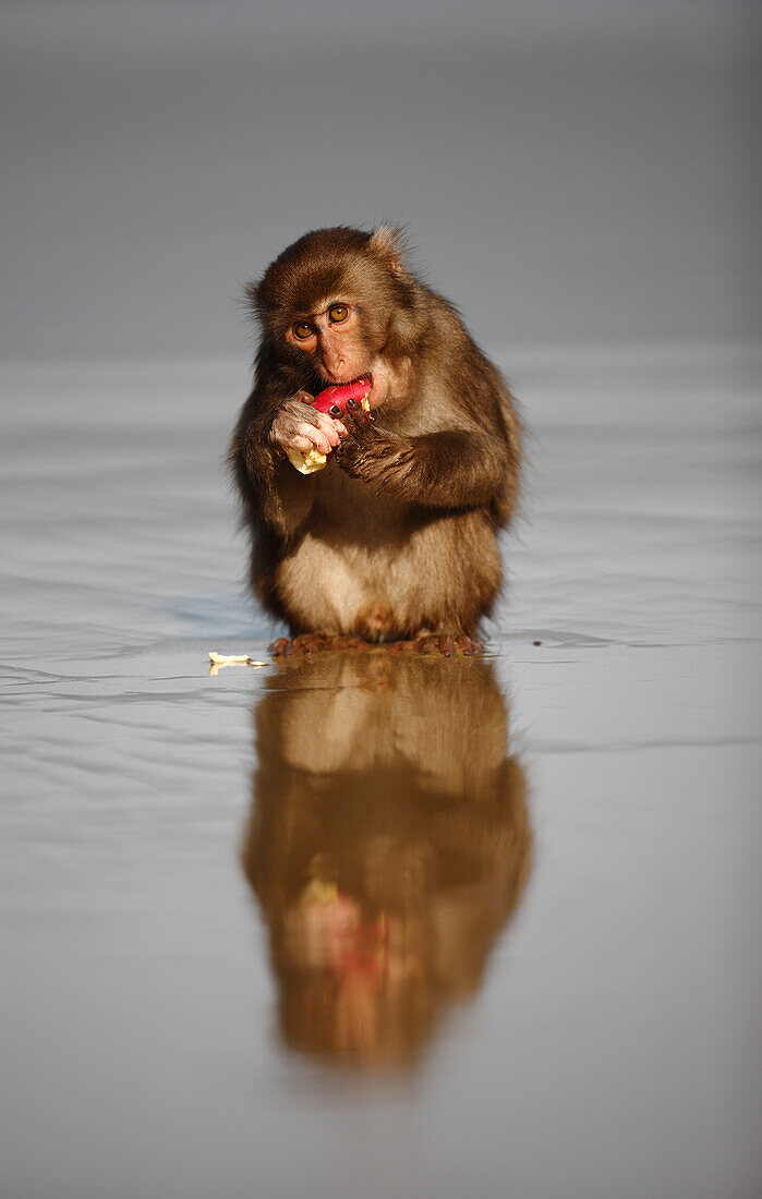 Japanese Macaque (Macaca fuscata) eating a sweet potato after washing it in the ocean, Kojima, Japan