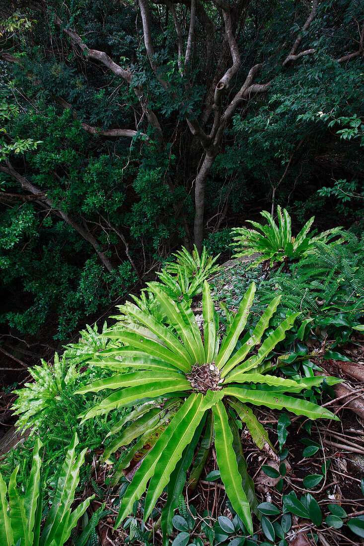 Bird's Nest Fern (Asplenium nidus) hanging on a granite boulder, Yakushima Island, Japan