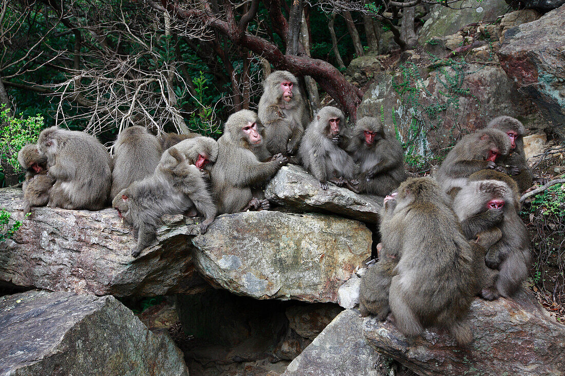Japanese Macaque (Macaca fuscata) troop grooming in coastal laurel forest of Yakushima Island, Japan