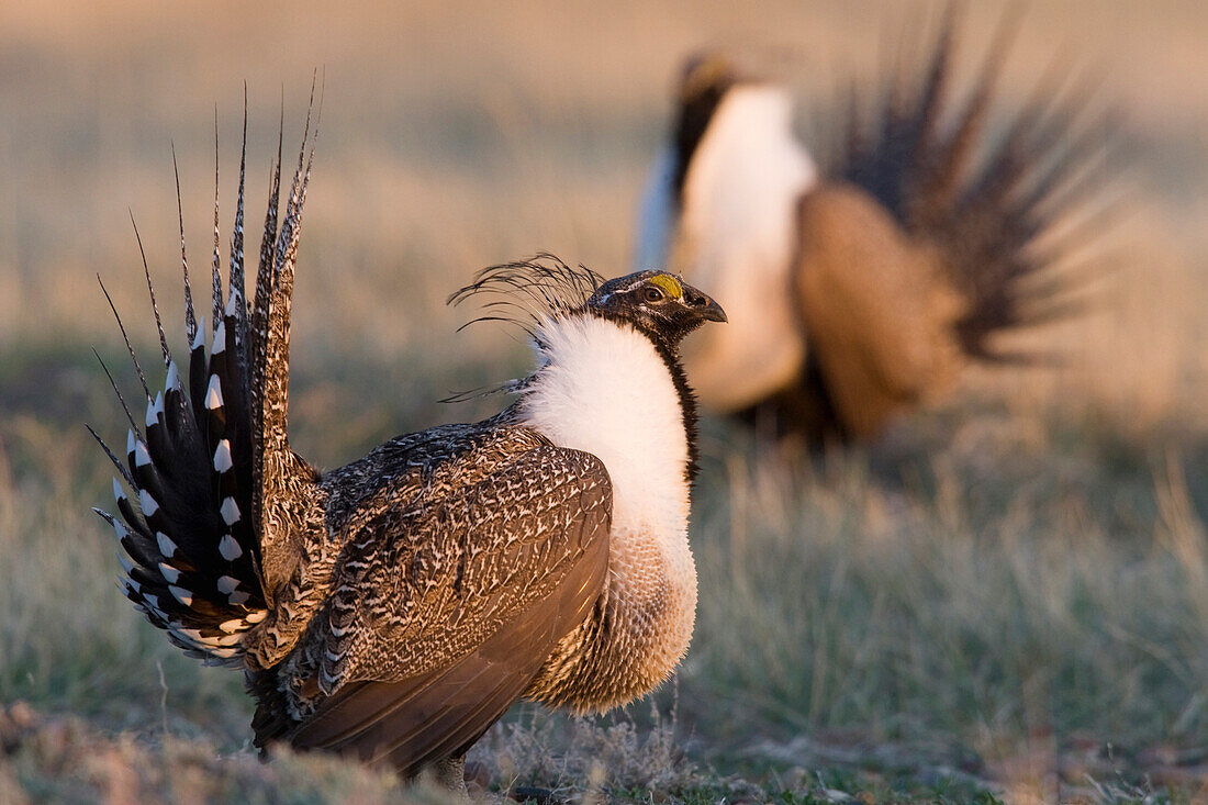 Sage Grouse (Centrocercus urophasianus) male displaying on lek in April, eastern Montana