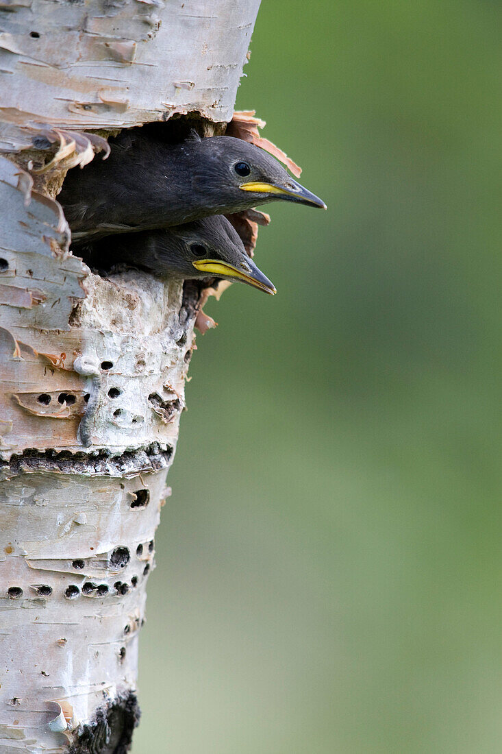 Common Starling (Sturnus vulgaris) chick pair peeking out of nest cavity, western Montana