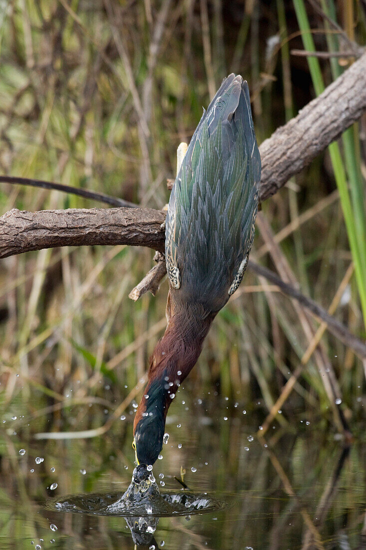 Green Heron (Butorides virescens) striking at minnow, Everglades National Park, Florida. Sequence 1 of 2