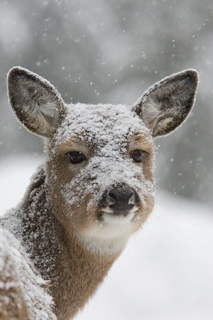 White-tailed Deer (Odocoileus virginianus) fawn in snowstorm, western Montana