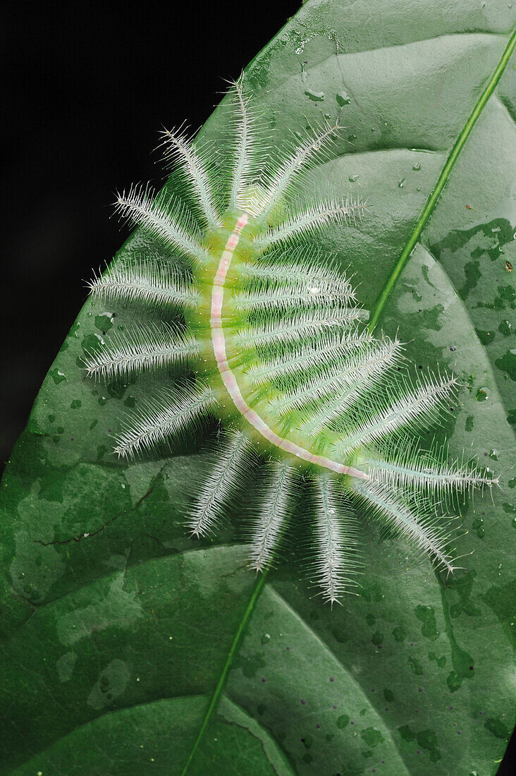 Butterfly caterpillar protected by stinging bristles, Gunung Mulu National Park, Borneo, Malaysia