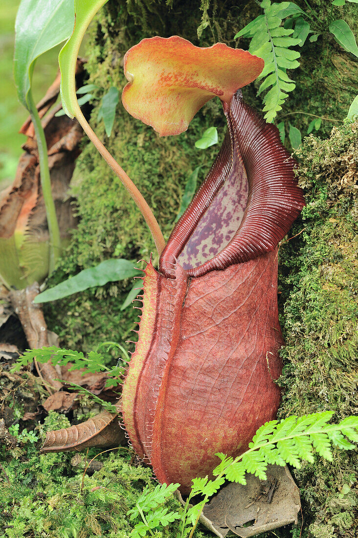 Pitcher Plant (Nepenthes spathulata), Cibodas, Indonesia