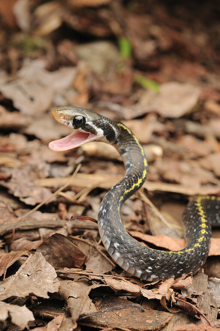 Black Copper Rat Snake (Elaphe flavolineata) juvenile in defensive striking posture, Indonesia