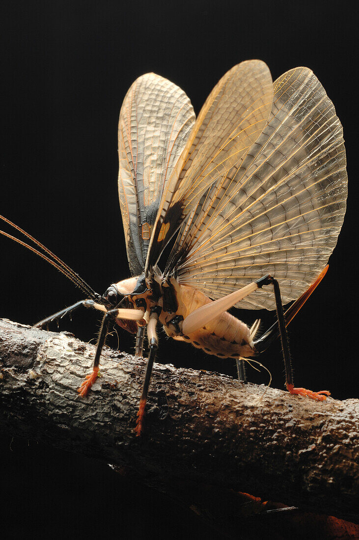 Raspy Cricket (Gryllacrididae) raising its wings in a defensive display, Kubah National Park, Borneo, Malaysia