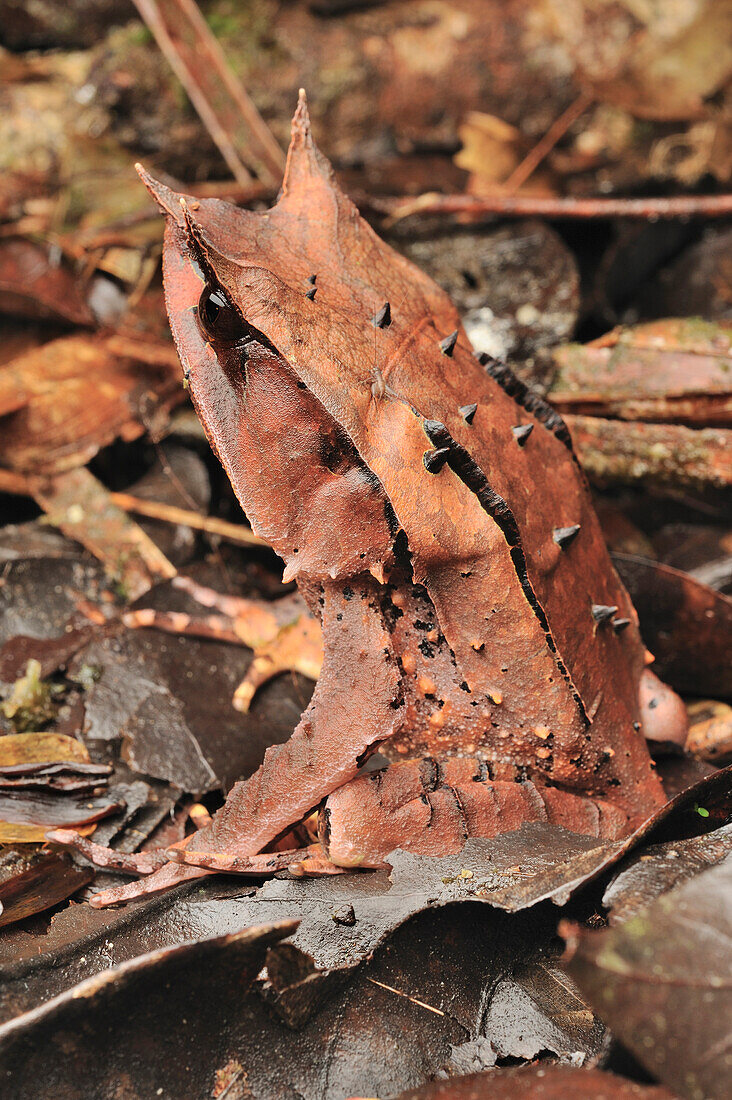 Asian Horned Frog (Megophrys nasuta) camouflaged on forest floor, Borneo, Malaysia