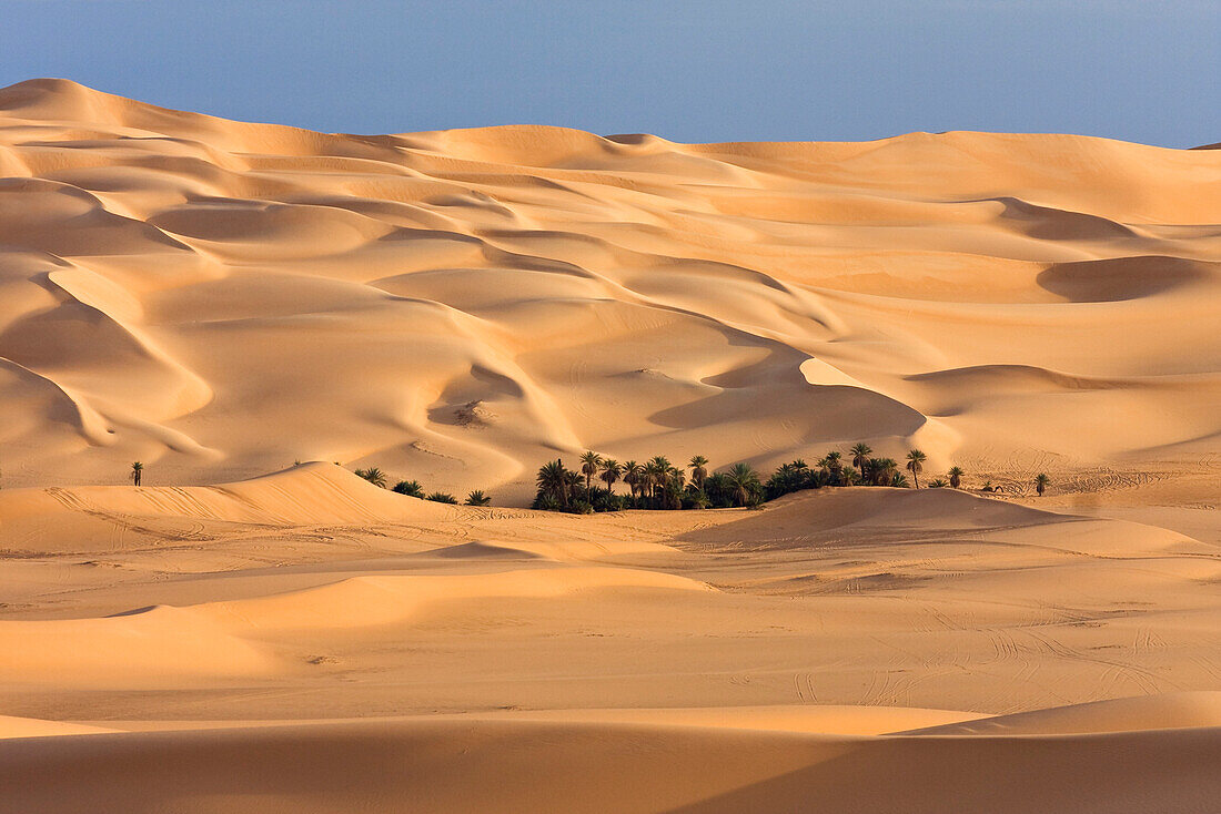 Date Palm (Phoenix sp) cluster at oasis, Umm-al-Maa, Libya