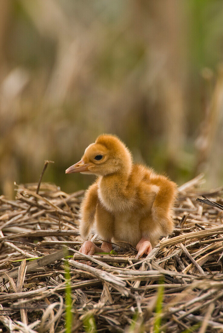 Sandhill Crane (Grus canadensis) chick in nest, Kensington Metropark, Michigan